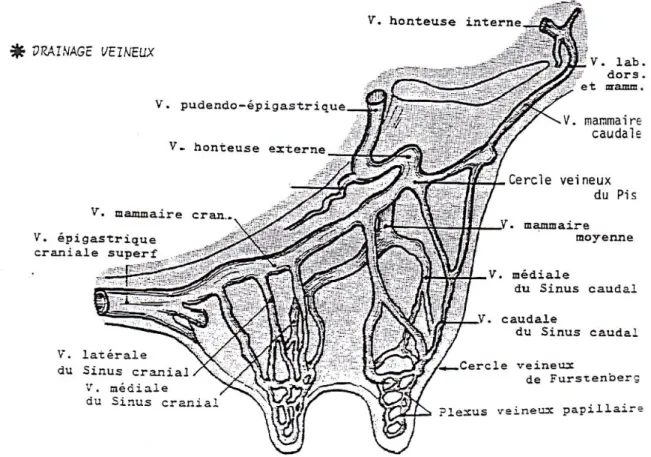 Figure 8 : Drainage veineux du pis. (Pavaux 2001) 
