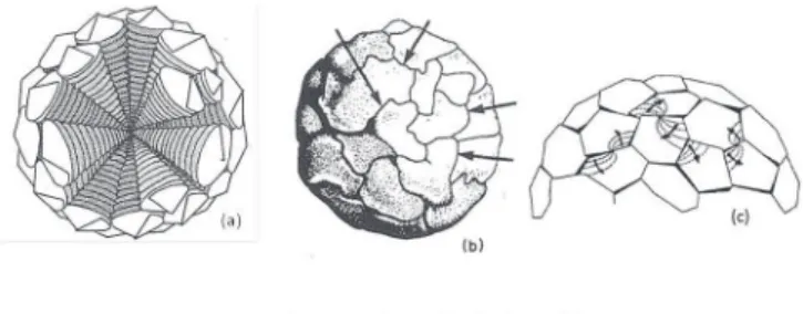 Fig. 1. Optical microscopy micrograph of spheroids showing sectors radiating from the centre.