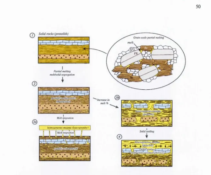 Figure  2 . 10  : Modèle  d'évolution  des  deux  phases  magmatiques  solides / liquides  au 