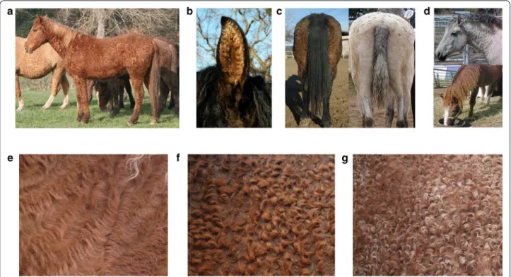Fig. 1  Phenotype of curly horses. Curly horses present curly haired coat (a) and ear (b)