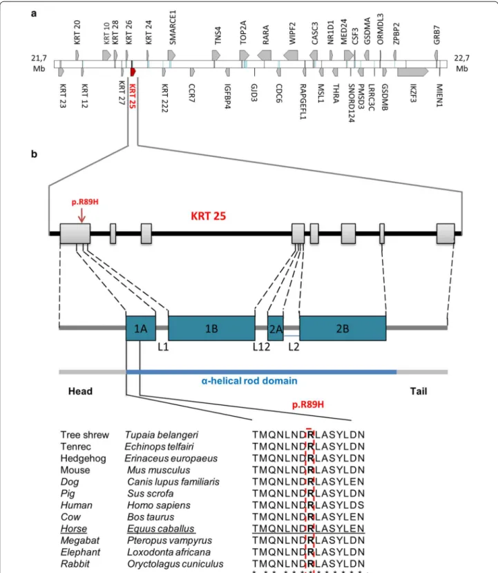 Fig. 3  Fine-mapping of the Crd locus in horse and whole-genome sequencing identify a candidate variant in the coil1A domain of KRT25 that 