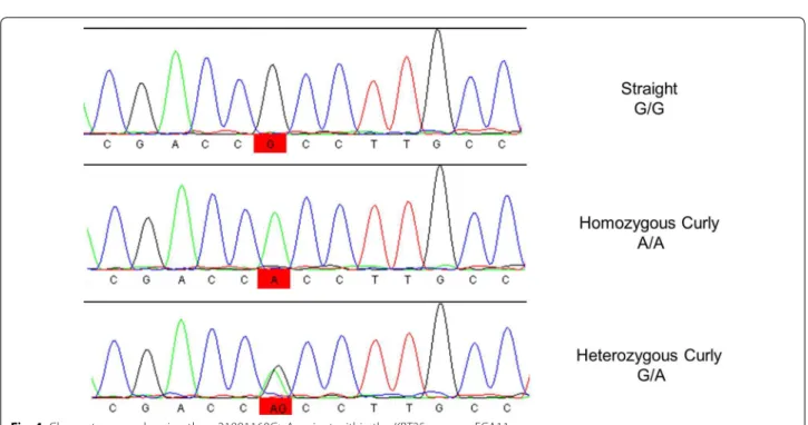 Fig. 4  Chromatograms showing the g.21891160G>A variant within the KRT25 gene on ECA11