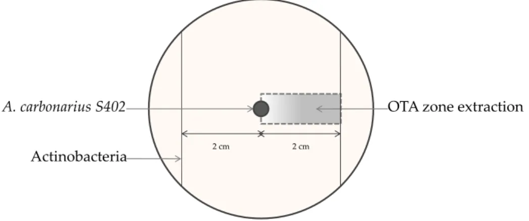 Figure 1. Schematic representation of actinobacteria and A. carbonarius S402 cocultures on Potato Dextrose Agar (PDA) for 5 days at 28 ◦ C.