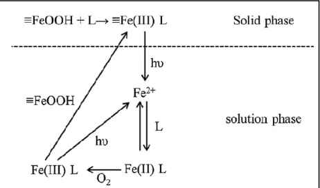 Figure 1.9. Mechanism of photo-reductive dissolution of Fe(III) complex on goethite 