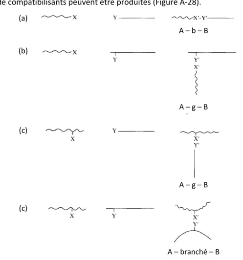 Figure A-28: Alternatives de structures de compatibilisants suivant la localisation des fonctions  réactives : copolymère à bloc (a), greffés (b) et (c) ou branché (d), d’après [Koning et al., 1998]