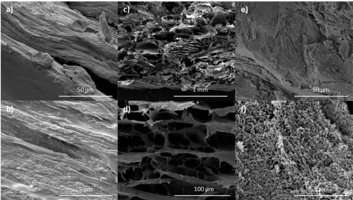 Fig. 2. SEM images of a) and b) xerogels, c) and d) lyophilized, and e) and f) SCC samples
