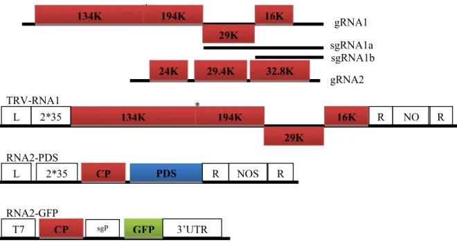 Fig. 1-6 The genome structure of Tobacco rattle virus (TRV) and derivative vectors 