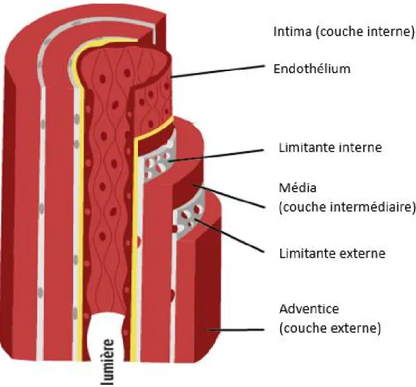 Figure 1: Anatomie de la paroi artérielle   