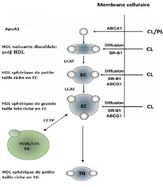 Figure 2 : Métabolisme des HDL  