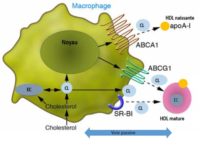 Figure 3 : Voies d’efflux du cholestérol des macrophages vers les HDL  