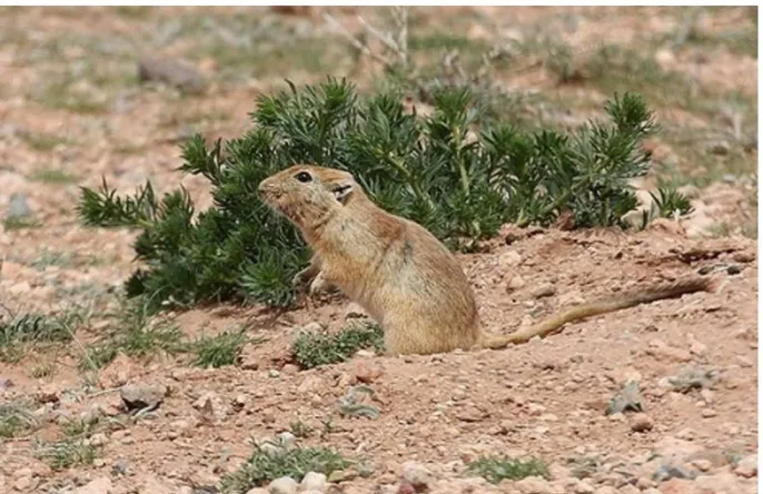 Figure 2. 2: Psammomys obesus principal réservoir de la Leishmania major en Tunisie.    