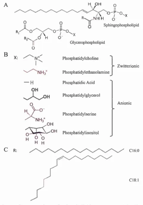 Figure 1.2  R e p rese nt a ti o n  of  ph os ph o lipid  s tructur es .  (A)  Ph os ph o lipid 