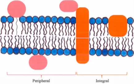 Figure 1.7  Represe n ta ti o n  of  integral  (ora n ge)  and  p er iph era l  (l igh t  red)  mem b rane protein c lasses