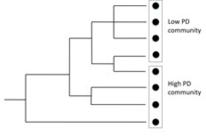 Figure 6. Phylogenetic Diversity (PD) of two 4-species communities. Circles represent 