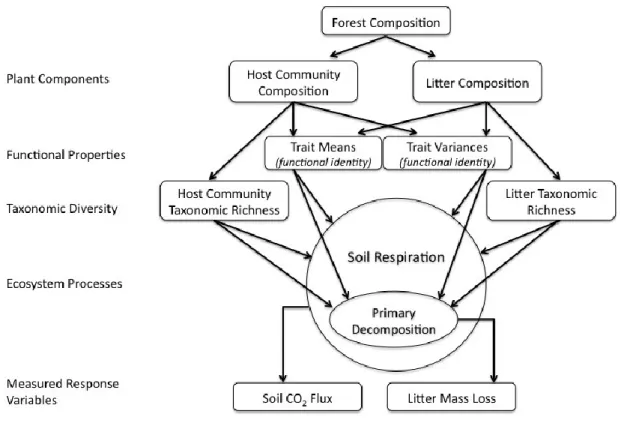Figure 8. A partition of the possible effects of plant community structure on primary 