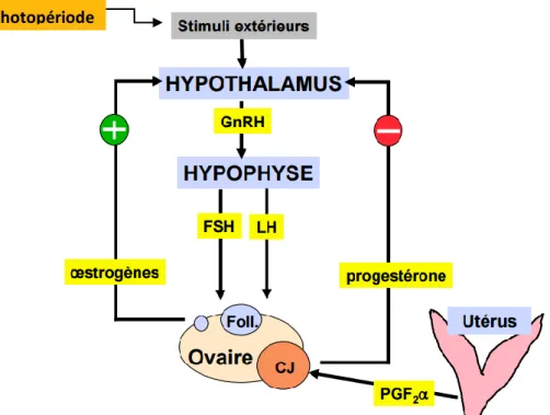 Figure 3: Schéma simplifié de la régulation du cycle ovarien chez la jument 