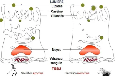 Figure 3 : Comparaison des modes de sécrétion du lait de la chèvre et de la brebis (33)