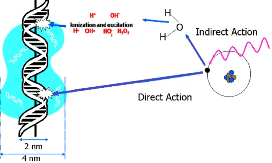 Figure 1.2 – Direct and indirect action of radiation in biological systems