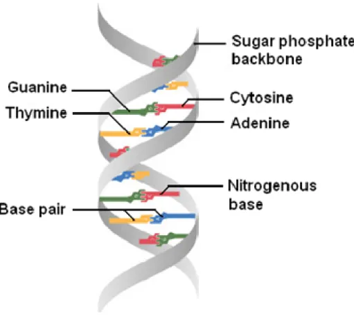 Figure 1.4 – DNA forms a double stranded helix, and adenine pairs with thymine and cytosine pairs with guanine.