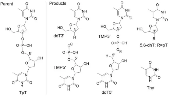 Figure 2.1 – Structures of compounds under study. vLEEs irradiation of the par- par-ent compound (TpT) gave 2 0 ,3 0 -dideoxythymidine (ddT3 0 ), thymidine 5 0 -monophosphate (TMP5 0 ), 2 0 ,5 0 -dideoxy-thymidine (ddT5 0 ) thymidine 3 0 monophosphate (TMP