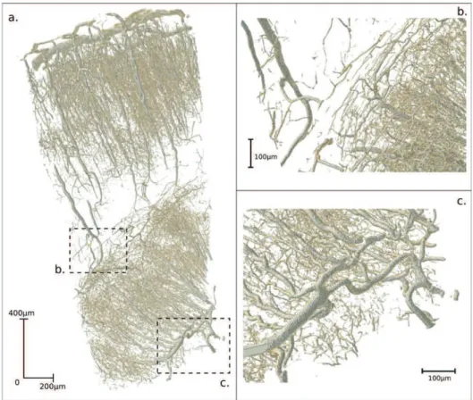 Illustration of one binarized reconstructed sample (#4). (a) Pro- Pro-jection view of the vascular structures exhibits two grey matter regions: one on the upper left, the other on the lower right