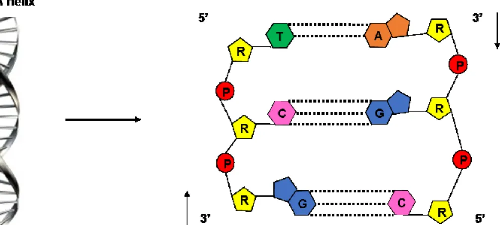 Figure 2. DNA structure. 