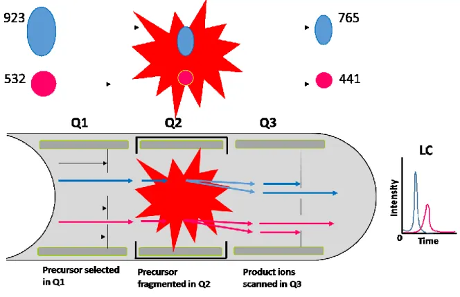 Figure 6. LC-MS/MS: Multiple reaction monitoring (MRM).