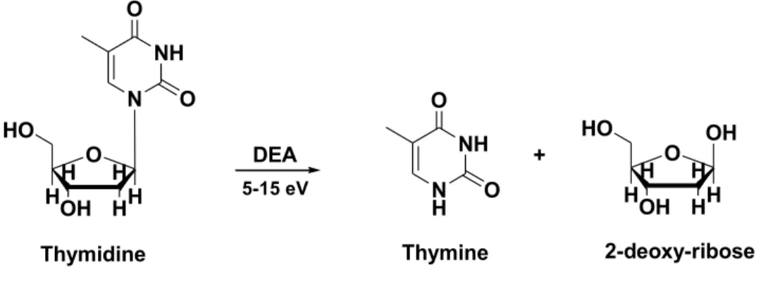 Figure 8. N-gylcosidic bond cleavage in thymidine induced by LEE. 