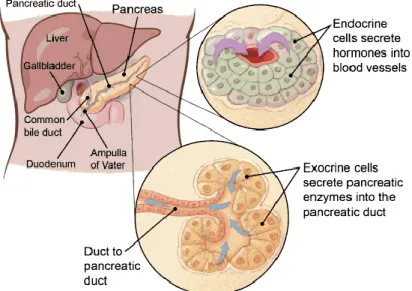 Figure 1. Structure, location and cell types of the pancreas  