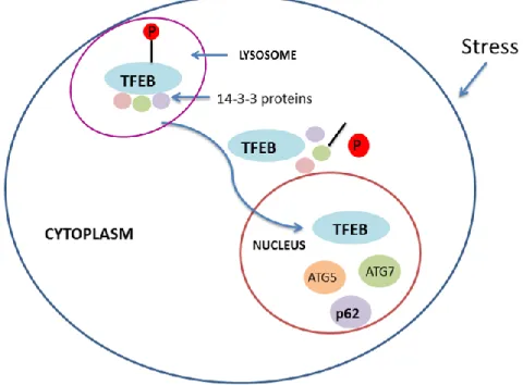 Figure 8. Mechanism of TFEB mediated transcriptional regulation of p62/SQSTM1  This figure illustrates dephosphorylation-mediated activation and translocation of TFEB to  the nucleus and its subsequent function (transcriptional regulation)