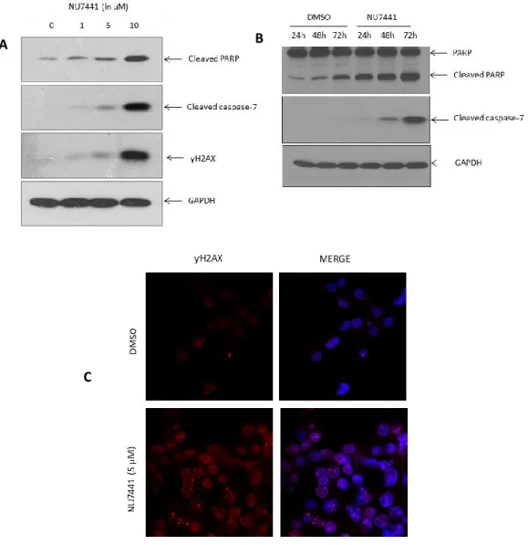 Figure 13. Impact of DNA-PK inhibition on apoptotic markers in PDAC cells 
