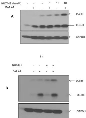 Figure 15. Autophagic flux blockade in DNA-PK inhibited PDAC cells