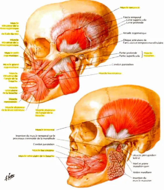 Figure 1.6  Muscles de  la  bouche  et  de la mâchoire  (image  tirée de McFarland ,  2006) 