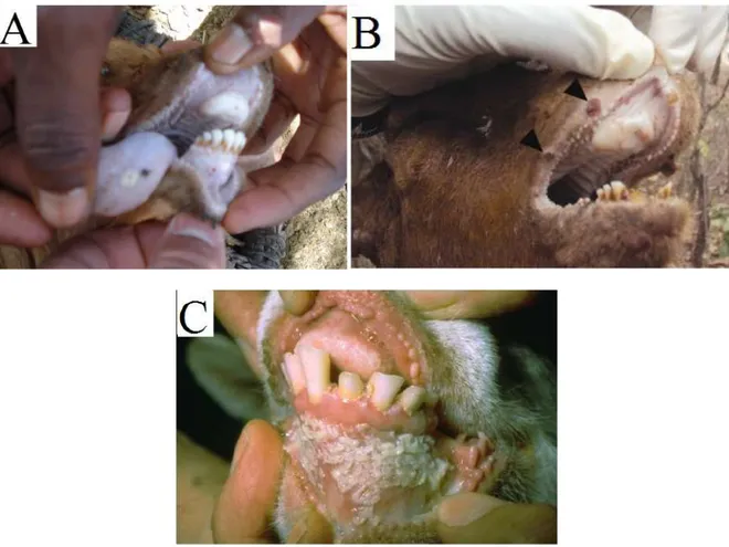 Figure 4: Ulcers on the tongue and gum (A) and on the lips (B) which can eventually lead to a coat of dying cells  forming  a  cheesy  deposit  (C:  photo  of  W.P