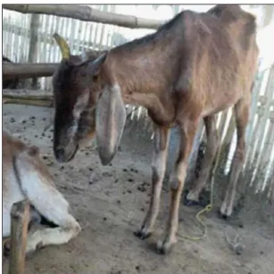Figure  6:  Respiratory  distress  in  a  goat  suffering  from  Peste  des  Petits  Ruminants