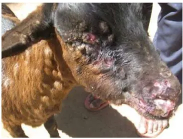 Figure 8: Nodular lesions on the neck of a goat suffering from PPR. Note the severe ulcers on face, nostril and  lips and the matted eyelids