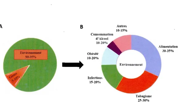 Figure 1.1  Importance relative des  gènes dans le développement du cancer  (A)  Le  pourcentage  de  la  contribution  de s  facteur s  génétique s  et  environnement a ux  dans  le  cancer