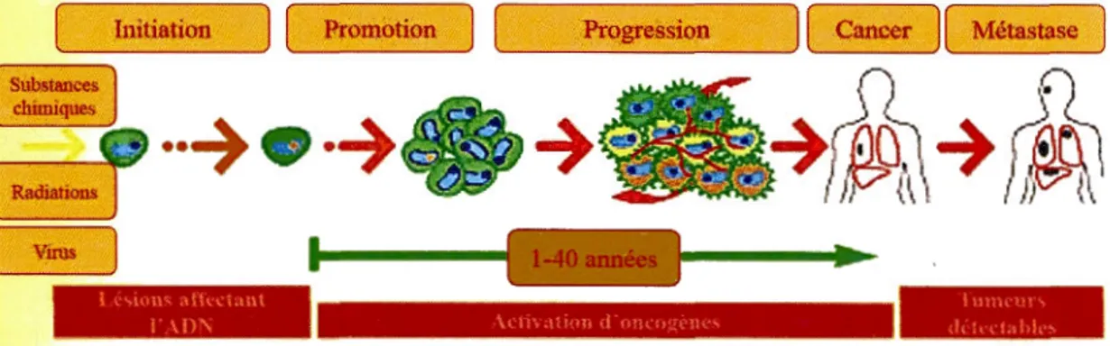 Figure 1.2  Les étapes  de la  cancérogenèse 