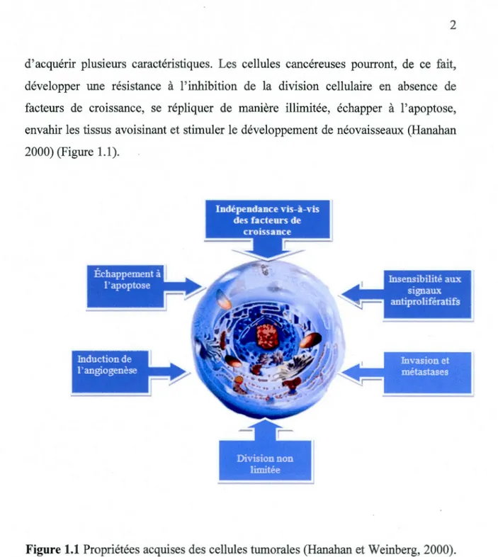 Fig u re  1.1  Propriétées acquises des cellules tumorales (Hanahan et Weinberg, 2000)