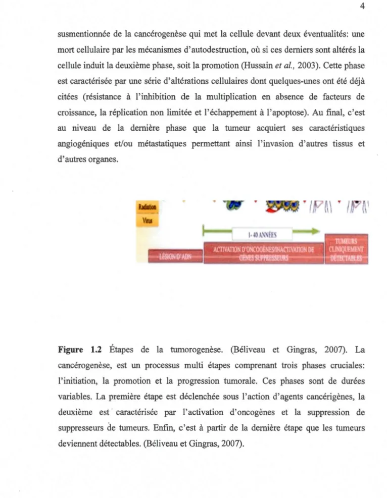 Figure  1.2  Étapes  de  la  turnorogenèse .  (Béliveau  et  Gingras ,  2007).  La 