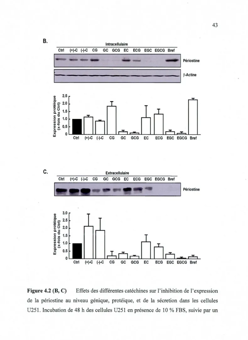 Figure 4.2 (B, C)  Effets des  différentes catéchines sur l ' inhibition de l ' expression 