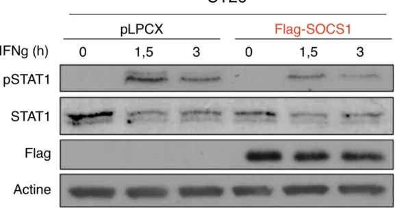 Figure  14.  SOCS1  régule  négativement  l’activation  du  facteur  STAT1  induite  par  l’IFN ɣ dans la lignée cellulaire CT26 