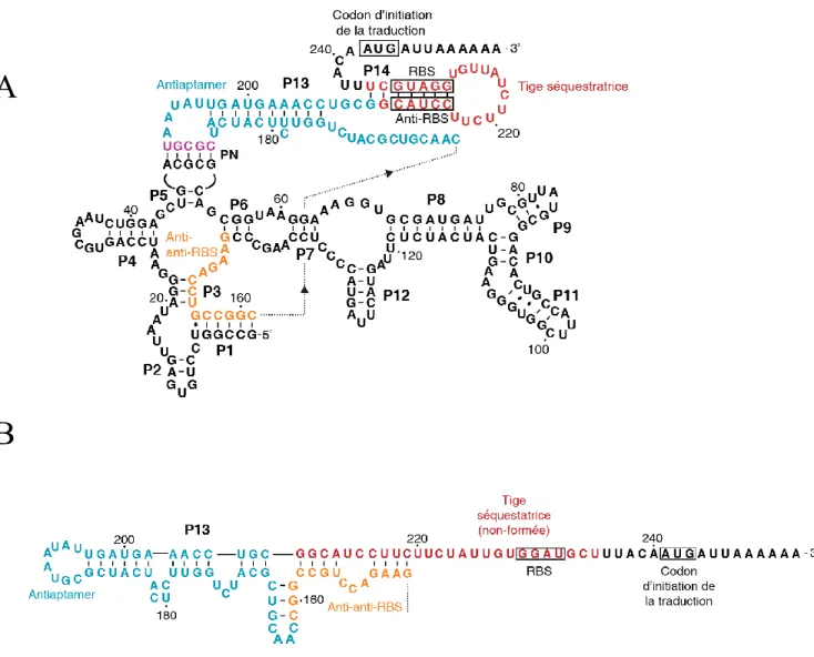 Figure 5. Structures secondaires du riborégulateur btuB d’Escherichia coli. Sur la structure 