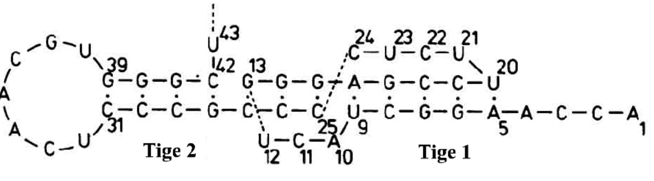 Figure 6. Structure secondaire du pseudonoeud présent dans le 3’ terminal du virus de la  mosaïque jaune du navet