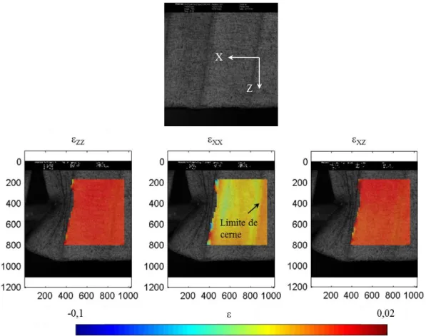 Figure 2.16 : Images non déformée et déformées par l’action de coupe d’éprouvette de  douglas vert coupée dans le plan LR (lissage par zone de convolution de 9 zones d’intérêt)