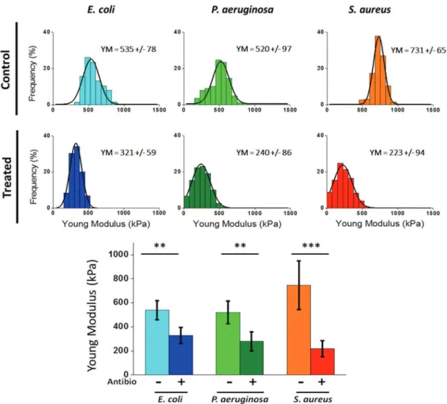 Fig. 2. AFM measurements of the cell surface sti ﬀness in control conditions and after antibiotic treatment