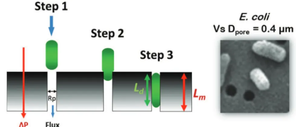 Fig. 4. Schematic view of the transfer by deformation of one bacteria cell through a pore under the action of ﬁltration ﬂux imposed by the transmembrane pressure