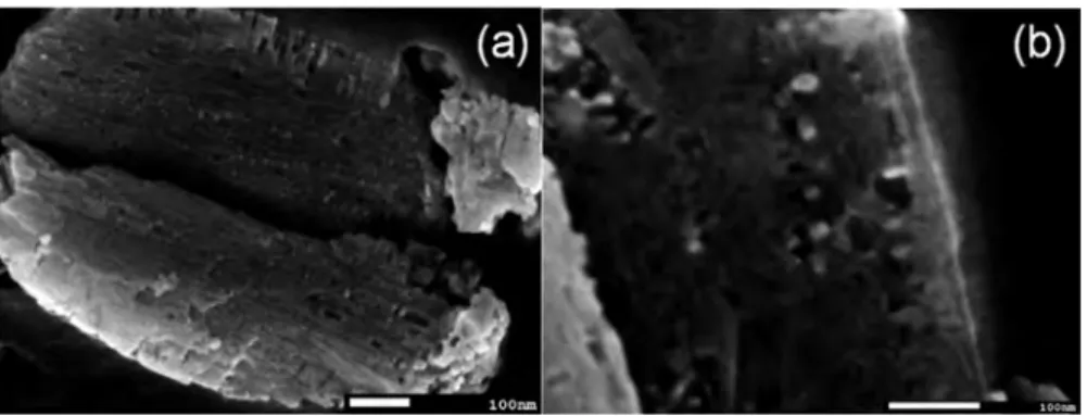 Figure 10. FEG-SEM observation: morphology of a partially decomposed Bi(C 2 O 4 )OH particle (treatment temperature: 240 °C) (a) Bi