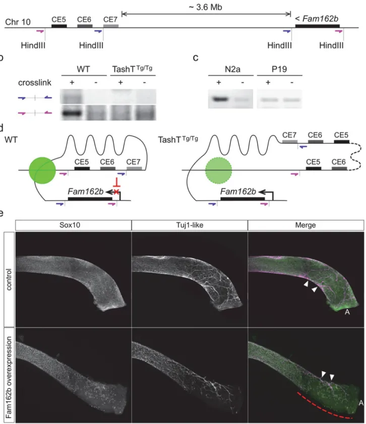 Fig 4. Transgene insertion-mediated relief of Fam162b repression in NCC contributes to the TashT ENS defect