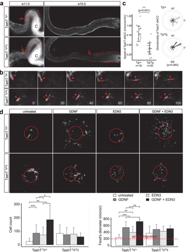 Fig 2. A cell migration defect underlies the defective colonization of TashT Tg/Tg embryonic guts by eNCC